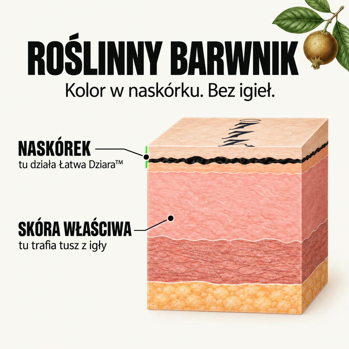 Schemat skóry: barwnik Łatwa Dziara działa w naskórku, a tusz tatuażu wykonywanego igłą trafia do skóry właściwej.